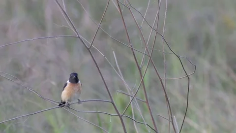 Stonechat bird resting and flying in the field Video stock 72941138