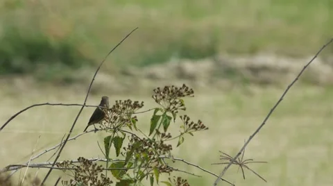 Stonechat bird resting behind weed flowers Stock Footage 60576569