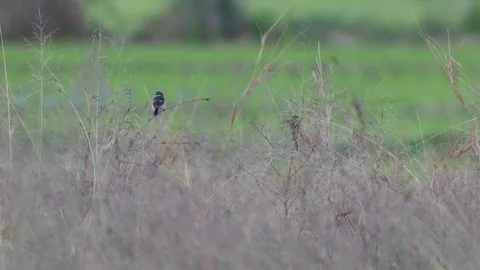 Stonechat bird resting in the field Stock Footage 72329256