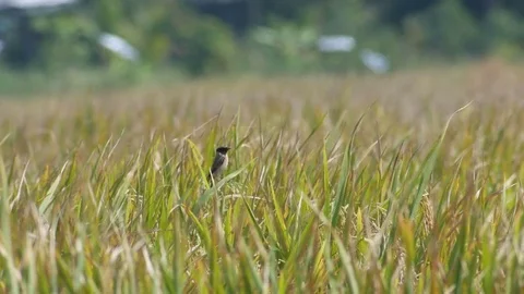 Stonechat bird is resting in the rice shoot Stock Footage 82024151