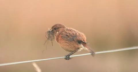 Stonechat bird ruffles feathers beak full of nest material slow motion Stock Footage 305060708