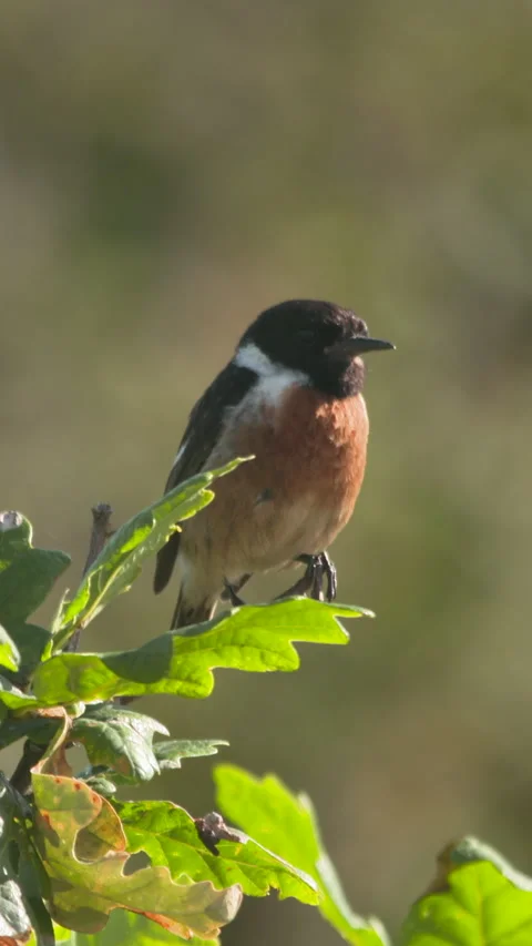Stonechat bird singing from Oak tree forest close up nature Stock Footage 313073765