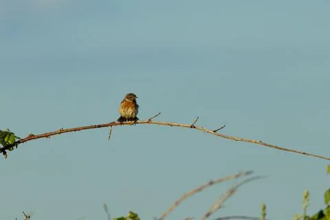 Stonechat on a bramble stem 库存照片