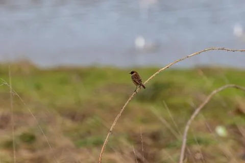 Stonechat on a bramble stem by the water Foto stock