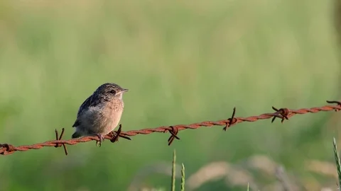 Stonechat chick sitting on the  barbed wire, summer Stock Footage 116541816