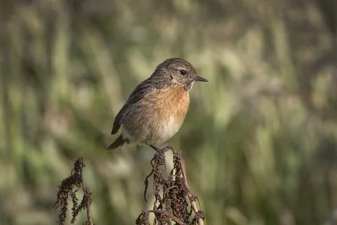 Stonechat female small bird Fotos de archivo