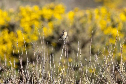 Stonechat with flowering gorse behind Stock Photos