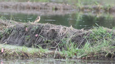 Stonechat jumping on the soil pile in the paddyfield Stock Footage 84037242