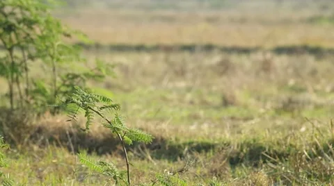 Stonechat on the mimosa shoot Stock Footage 48351731