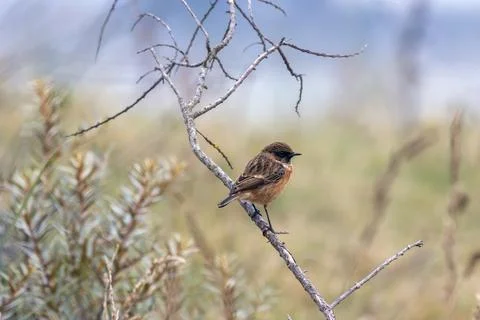 Stonechat perched on a bare branch Foto stock