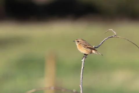 A stonechat perched on a bramble stem at North Bull Island, Dublin 库存照片