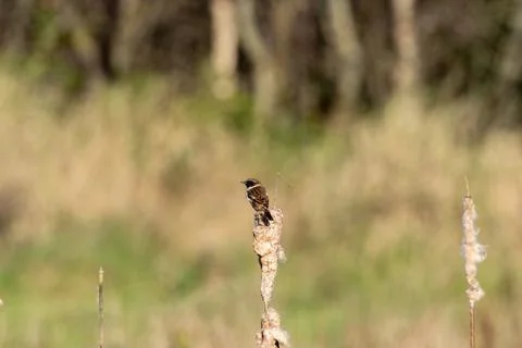 Stonechat perched on a bulrush seed head Foto stock