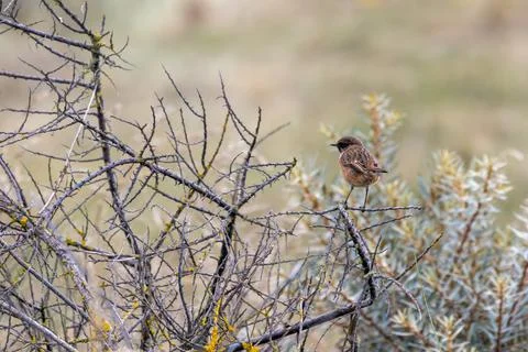 Stonechat perched in coastal scrub Foto stock