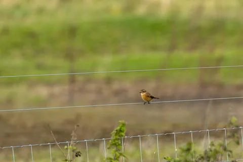 Stonechat perched on a fence wire Foto stock