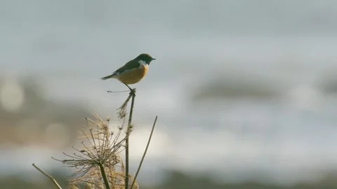 Stonechat perched in front of breaking waves on the Scottish coast 動画素材 295195954