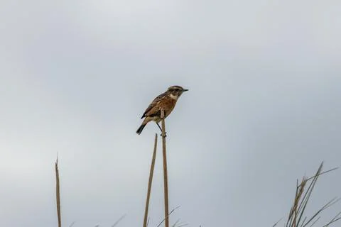 Stonechat perched on a reed stem Foto stock