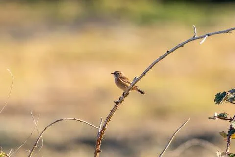 A stonechat perched on a thorny bramble stem at North Bull Island, Dublin 库存照片
