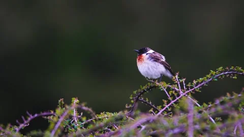 Stonechat perched on a thorny branch, spring foliage background. Stock Footage 301073044