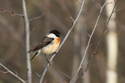 Stonechat 스톡 사진