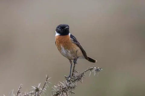 Stonechat 库存照片