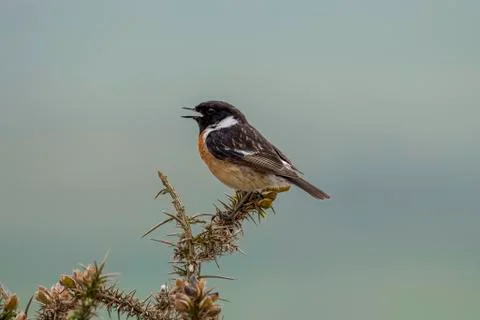 Stonechat Stock Photos