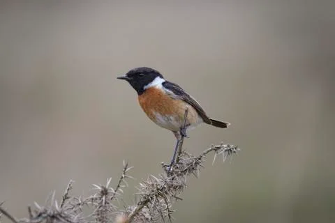 Stonechat 库存照片