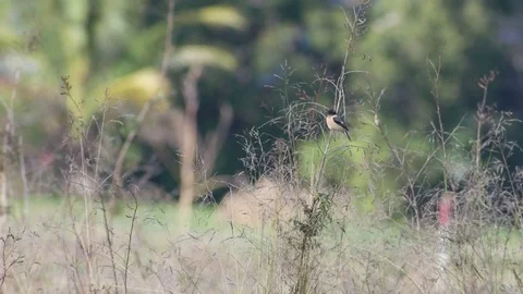 Stonechat resting on the plant shoot Stock Footage 84036920