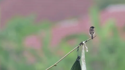 Stonechat resting on a pole 스톡 동영상 88289890