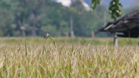 Stonechat resting in the rice shoot Stock Footage 82023306