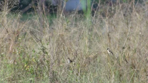 Stonechat resting on the weed branch Stock Footage 84036442