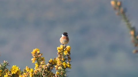 Stonechat   (Saxicola rubicola)  perching top of gorse bush Stock Footage 147990171