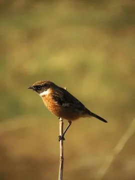 Stonechat on a Stem Stock Photos