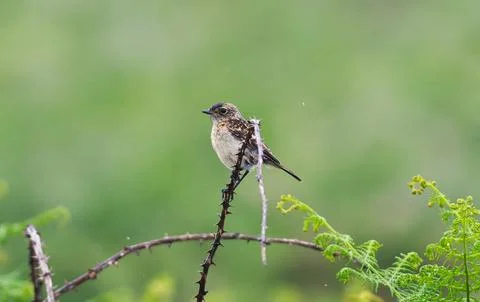 Stonechat on a stick Stock Photos