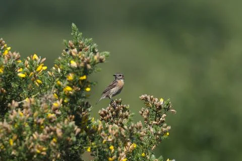 Stonechat sweet looking at camera Stock Photos