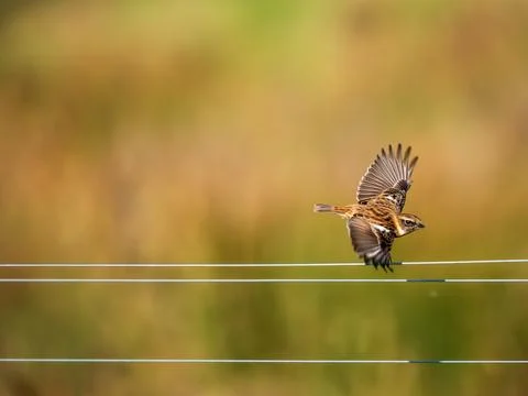 Stonechat Taking off From a Wiire Stock Photos