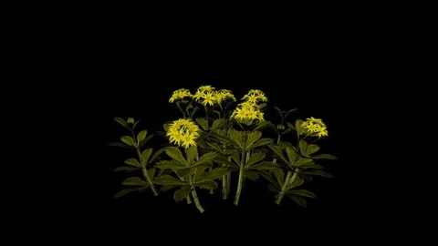 Stonecrop Flowers Stock Footage 88435392