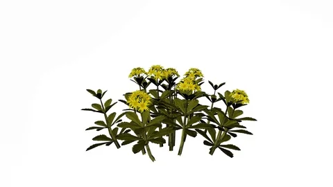 Stonecrop Flowers Stock Footage 90852433