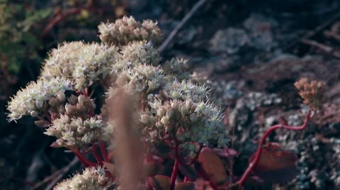 Stonecrop Stock Footage 8765103