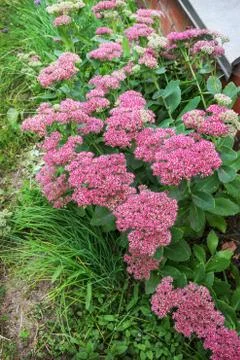 Stonecrop large (L.Sedum maximum) grows in an autumn garden Stock Photos