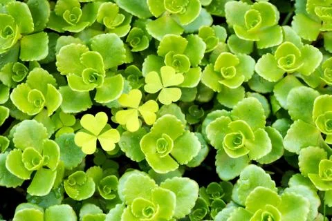 Stonecrop 写真素材