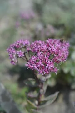 Stonecrop Ruby Glow Stock Photos