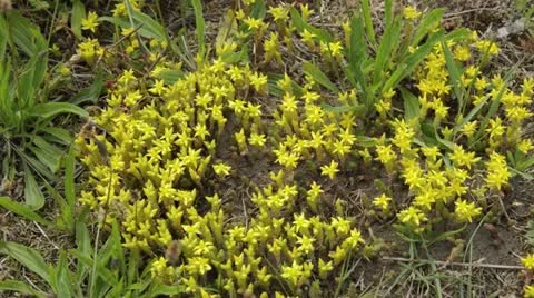 Stonecrop (Sedum acre) Stock Footage 18079248