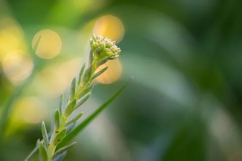 Stonecrop succulent in bud, soft backlight Stock Photos
