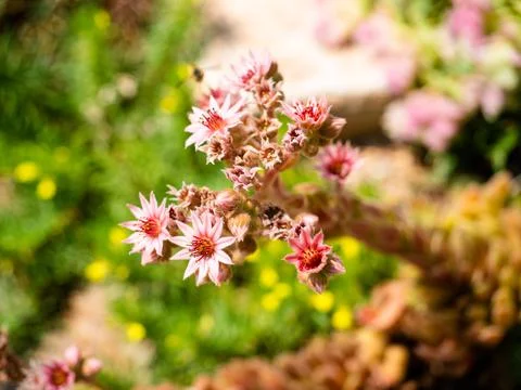 Stonecrops in full bloom. Macro image with green and yellow bokeh Stock Photos