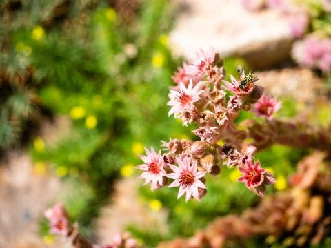 Stonecrops in full bloom. Macro image with green and yellow bokeh Stock Photos