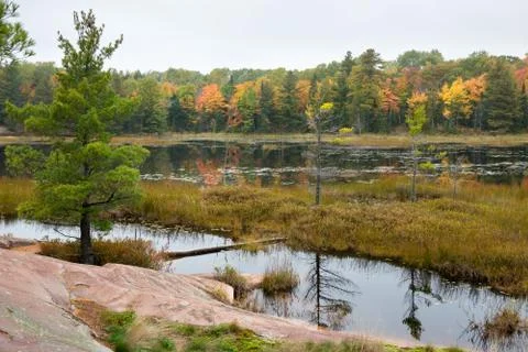 Stoned bog edge with multicoloured fall trees at the background Foto stock