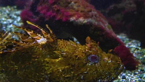  A Stonefish also bearded ghoul  Stock Footage 244344290