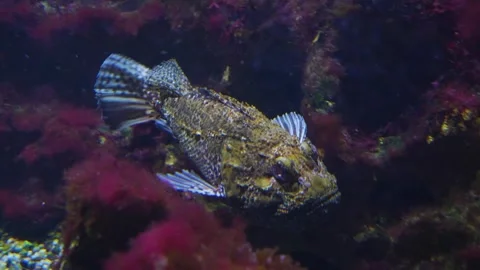 A Stonefish also bearded ghoul  Stock Footage 244549795