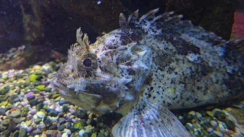 A Stonefish also bearded ghoul Stock Footage 277382867