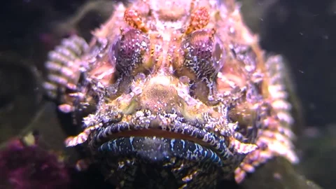  A Stonefish also bearded ghoul  Stock Footage 295991957